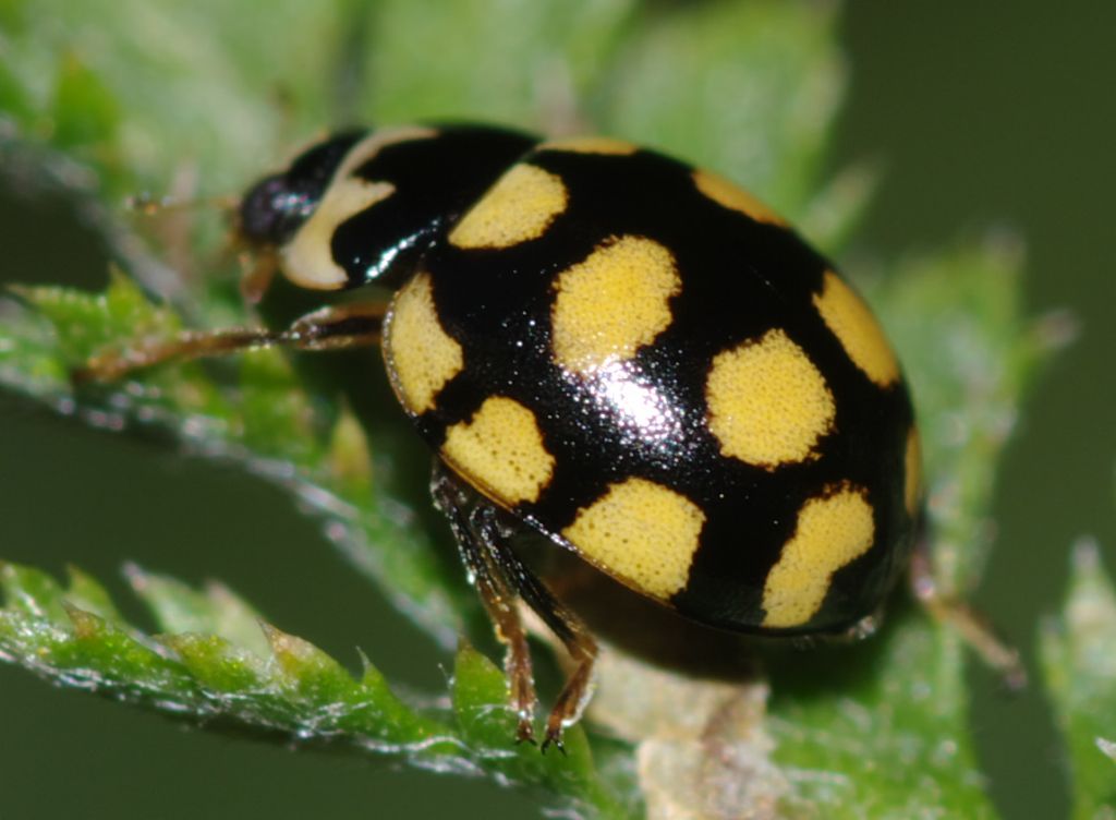 Coccinellidae: Coccinula quatuordecimpustulata